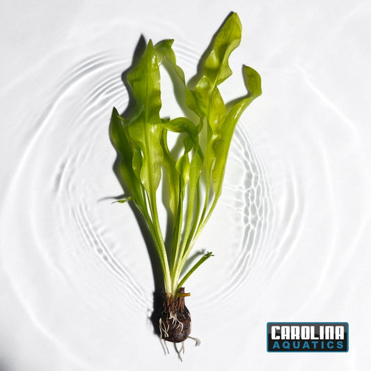 Aponogeton Ulvaceus Bulb