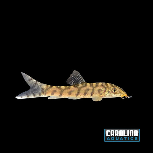 Loach - Yoyo M/L