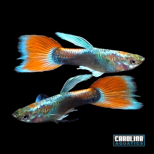 Guppy - Neon Red
