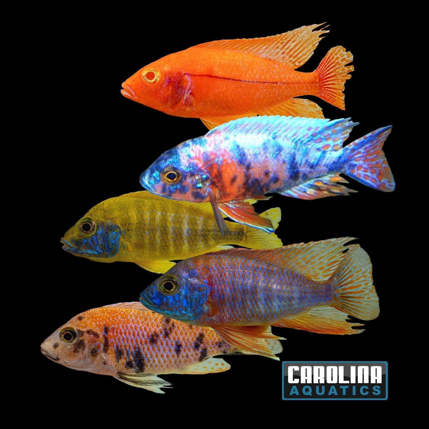 African - Peacock Asst Male XL Imported