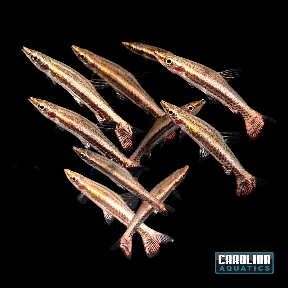 Pencilfish - Diptail