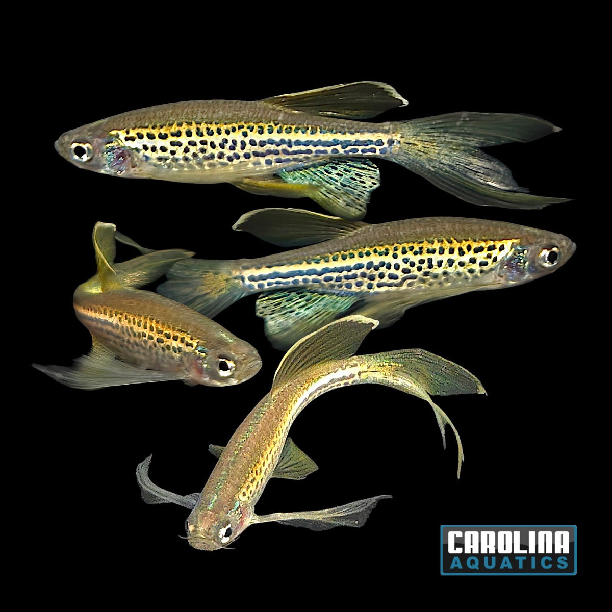 Danio - Longfin Leopard