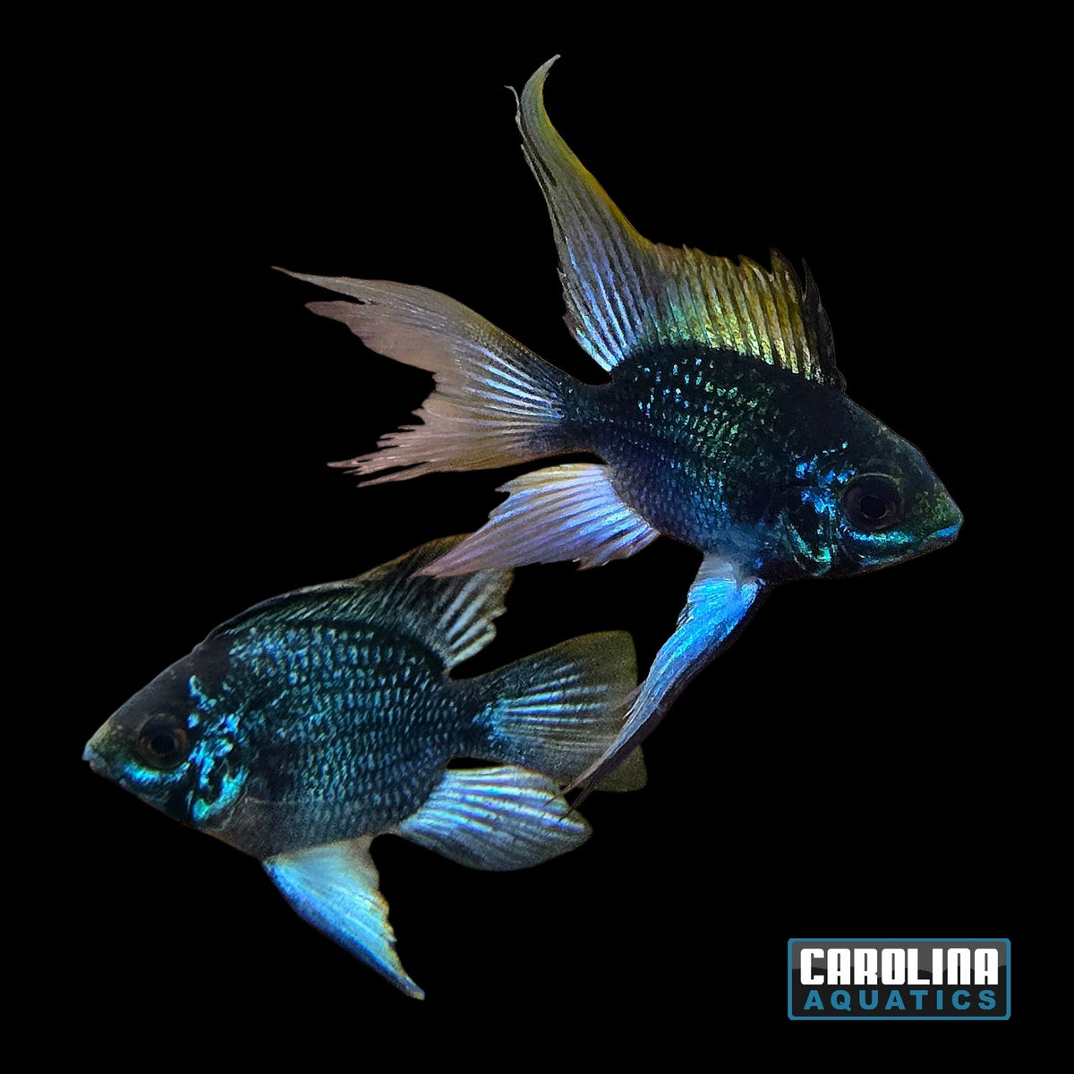 Cichlid - Ram Midnight Black & Blue Balloon Lg
