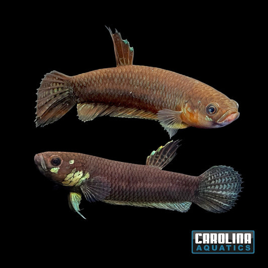 Betta - Unimaculata Pair