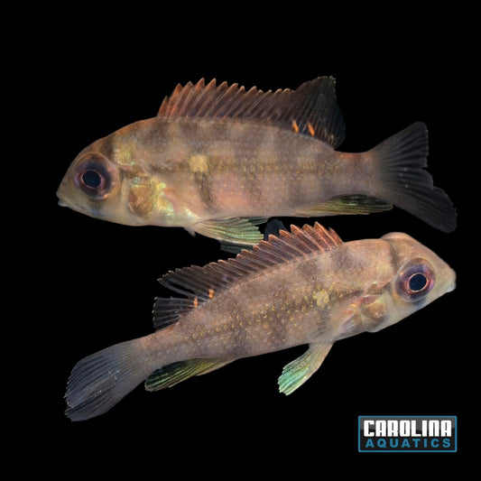 Cichlid - Congo Multidens TR 1.5in