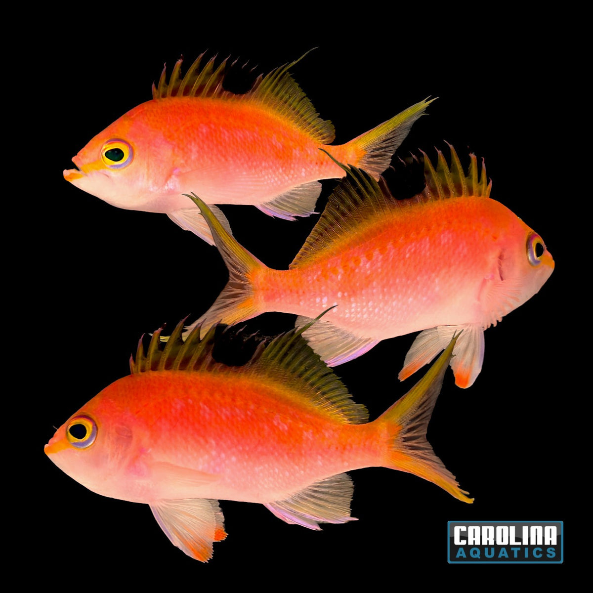 Anthias - Sakura Cherry Female