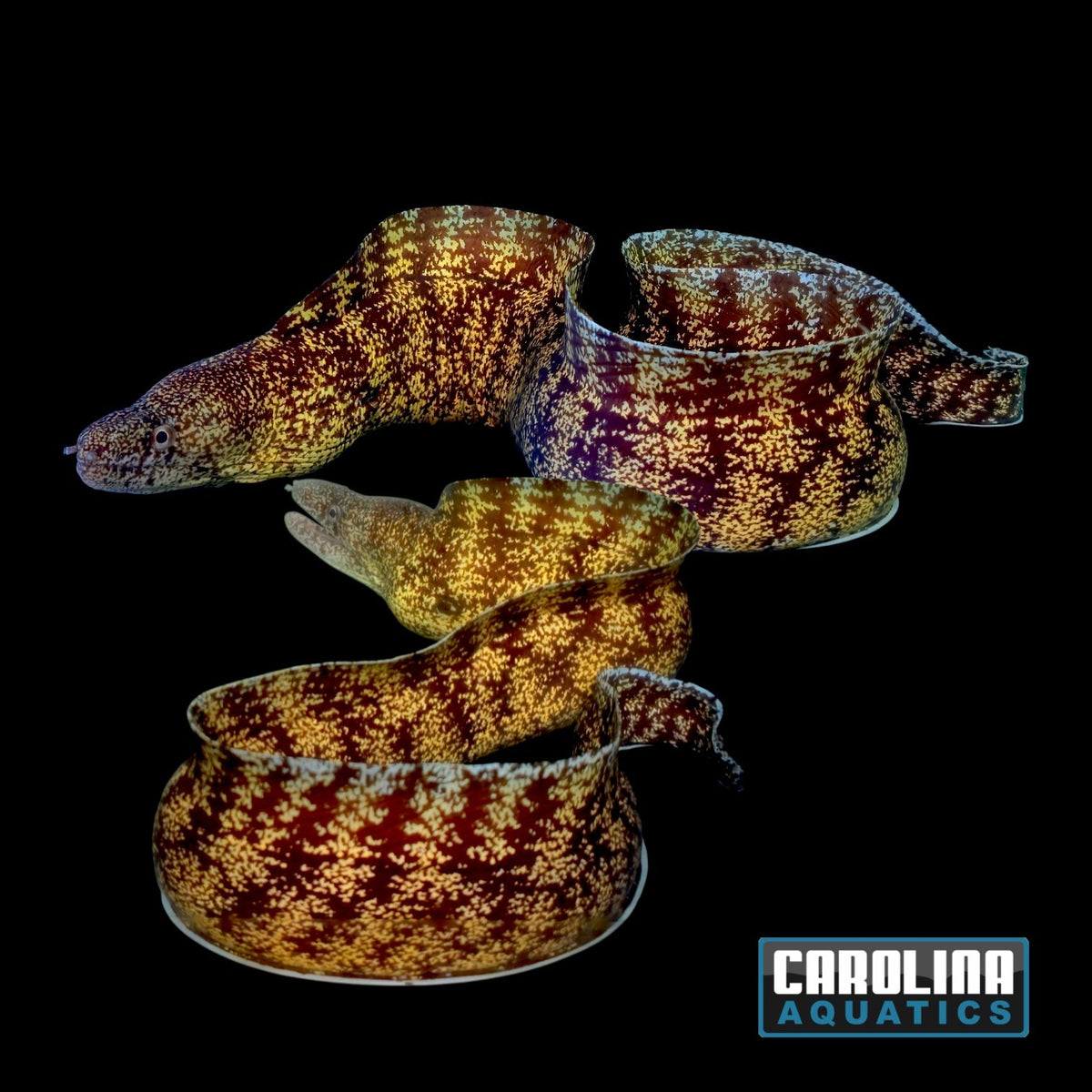 Eel - Moray Kidako