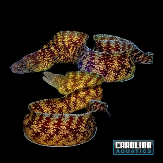 Eel - Moray Kidako