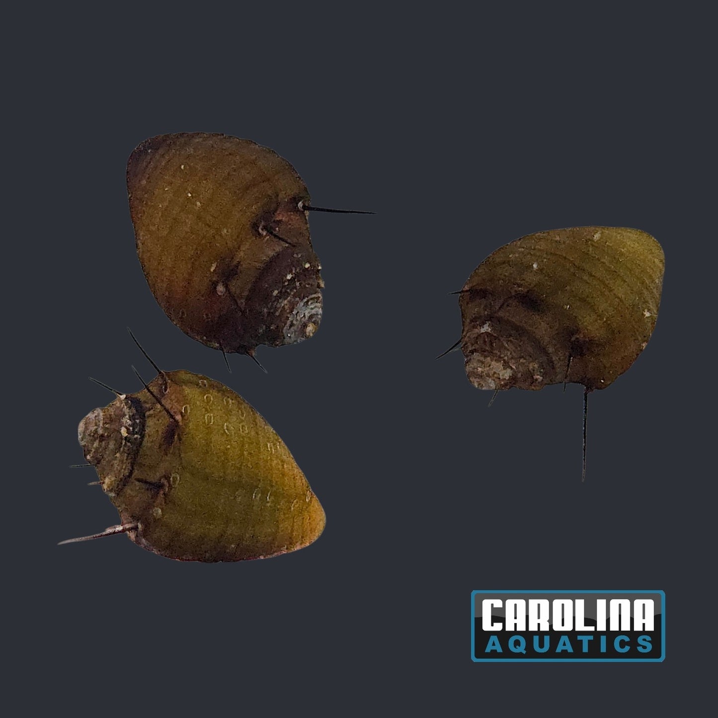 Invert - Snail Hairy Nerite