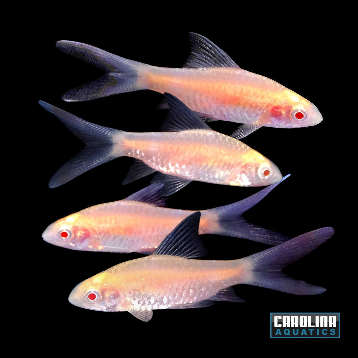 Barb - Albino Arulius Longfin