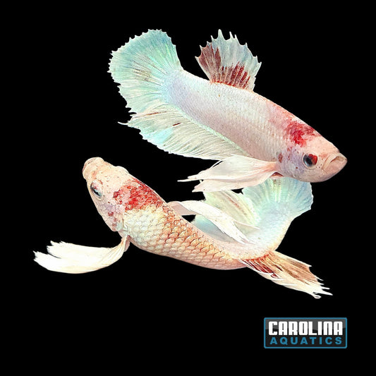 Betta - Dumbo Male