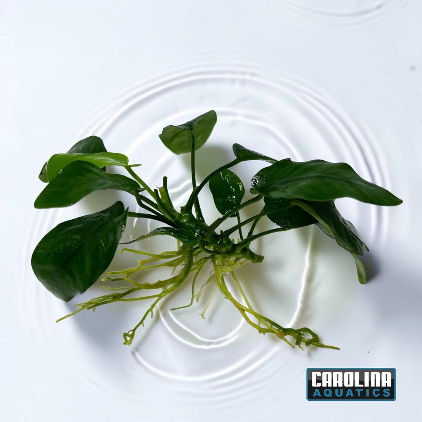 Anubias Nana Med