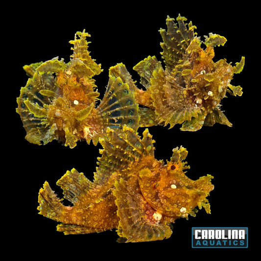 Scorpionfish - Goose XL WYSIWYG #3