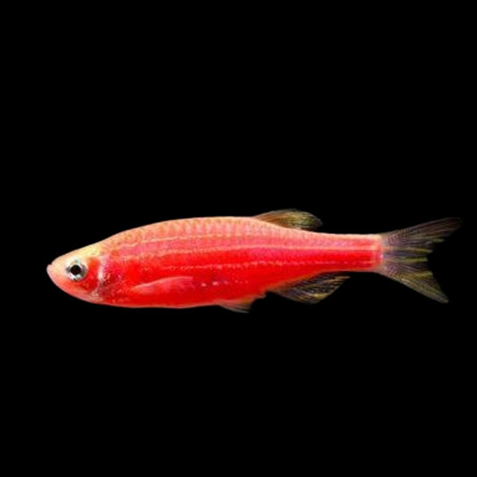 GloFish® - Danio Starfire Red