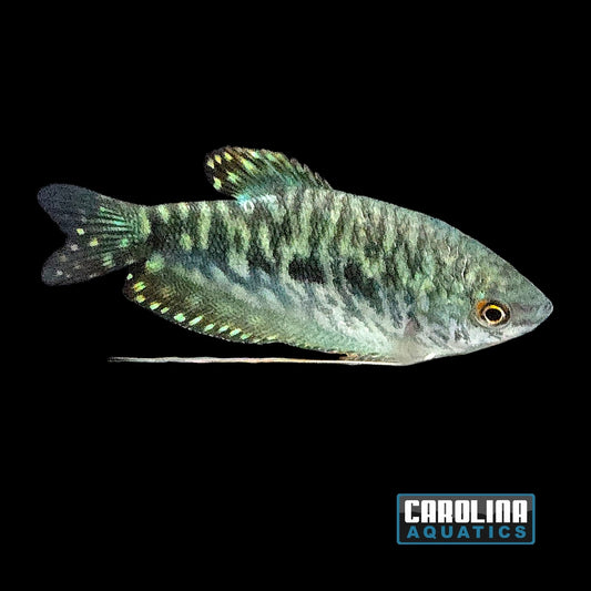 Gourami - Opaline