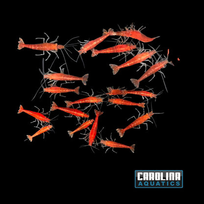 Invert - Shrimp Cherry Red