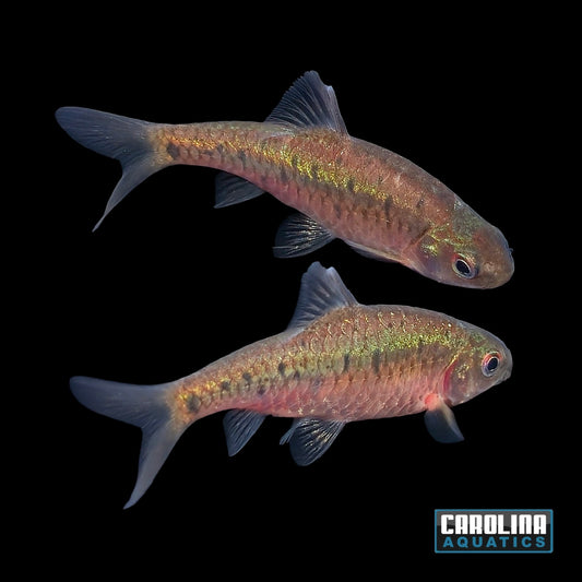 Barb - Gold Wild Taiwan Lg