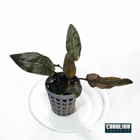 Crypt Wendtii Florida Sunset Potted