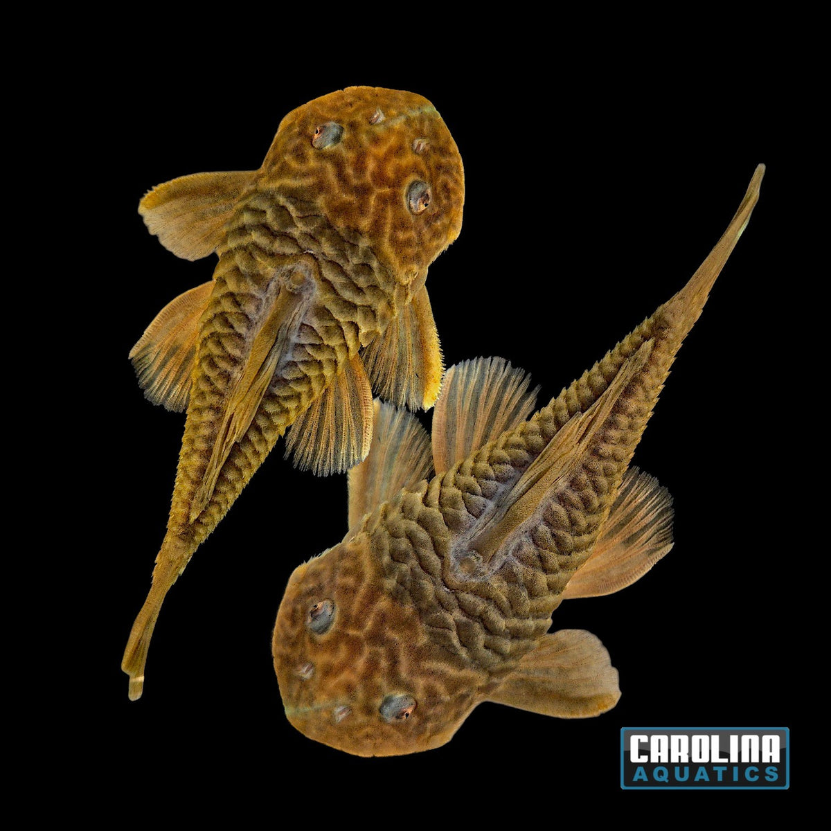 Pleco - Chubby L-056 3.5-4in