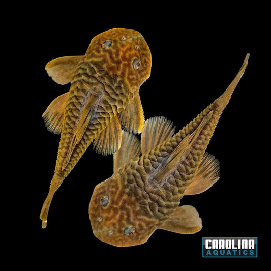 Pleco - Chubby L-056 3.5-4in