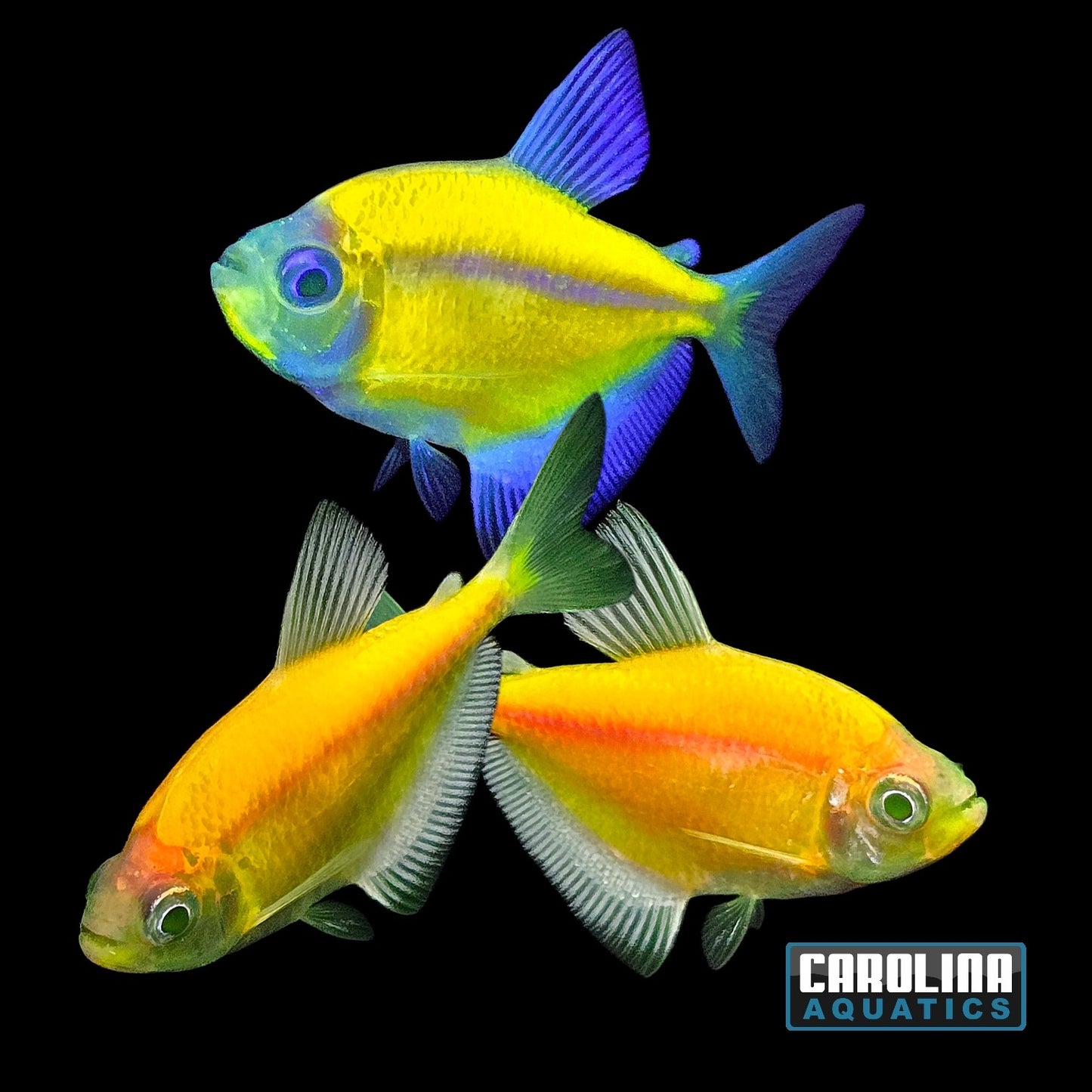 GloFish® - Tetra Sunburst Orange