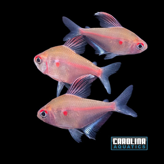 Tetra - Bleeding Heart M/L