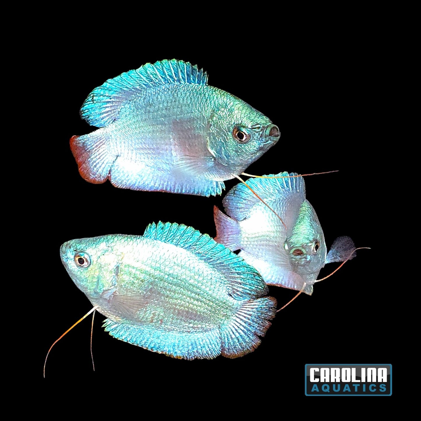 Gourami - Dwarf Cobalt Male Lg