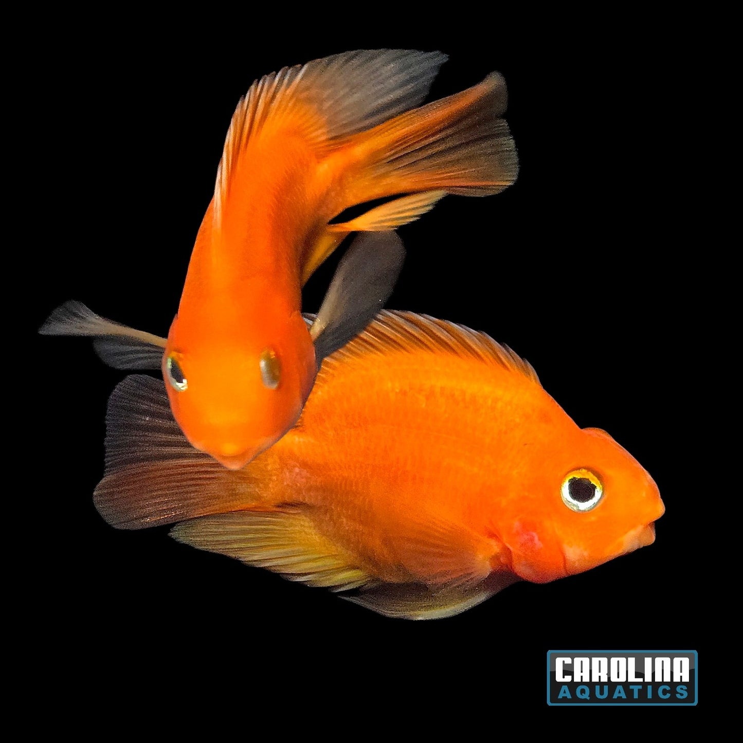 Cichlid - Blood Parrot Med