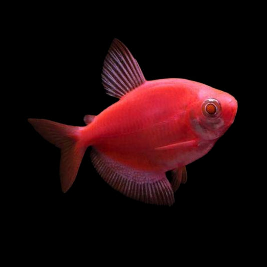 GloFish® - Tetra Starfire Red