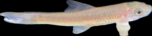 Misc - Garra Gotyla Beard Algae Eater