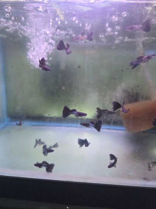 Guppy - Cobra Black