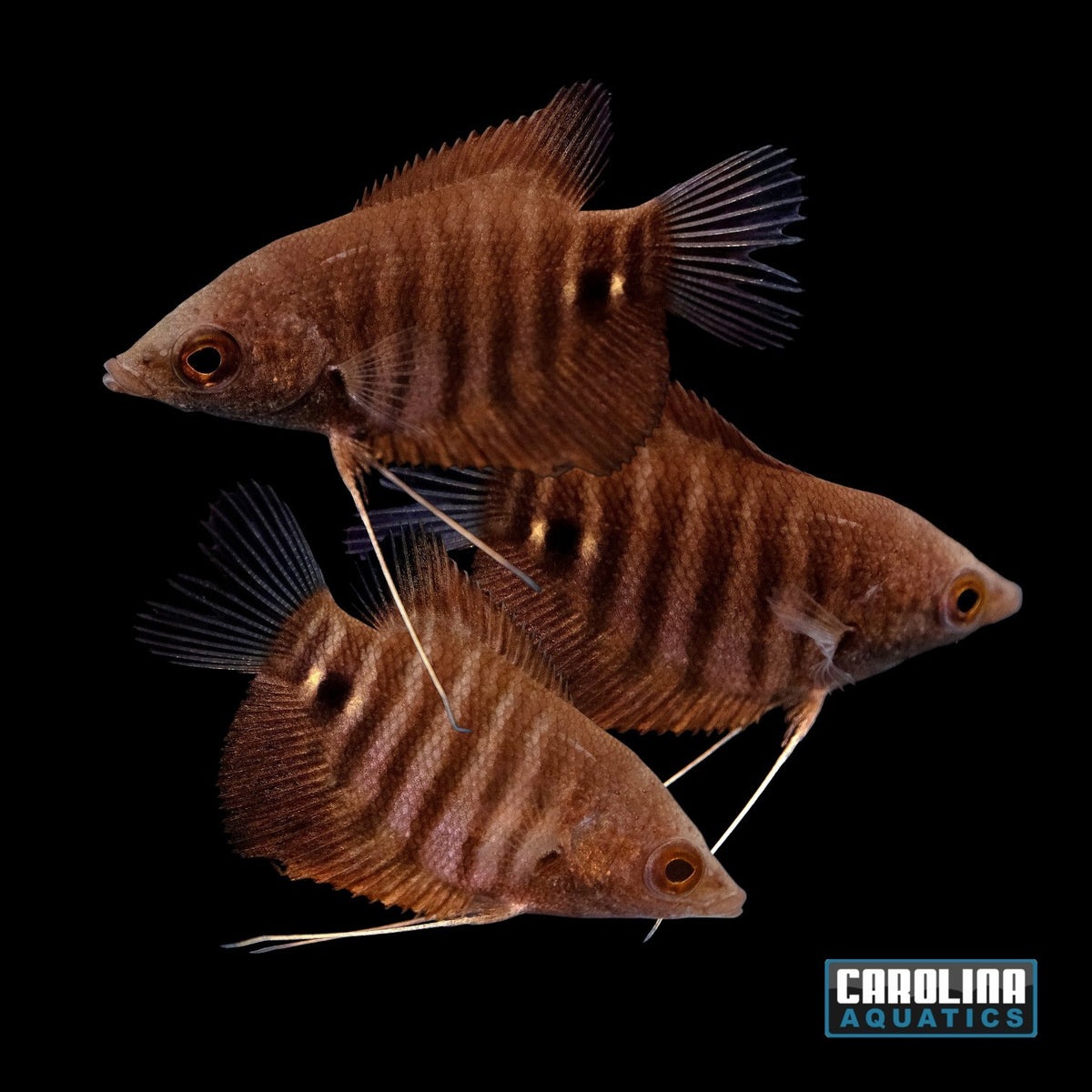 Gourami - Borneo Red Giant 1.5-2in