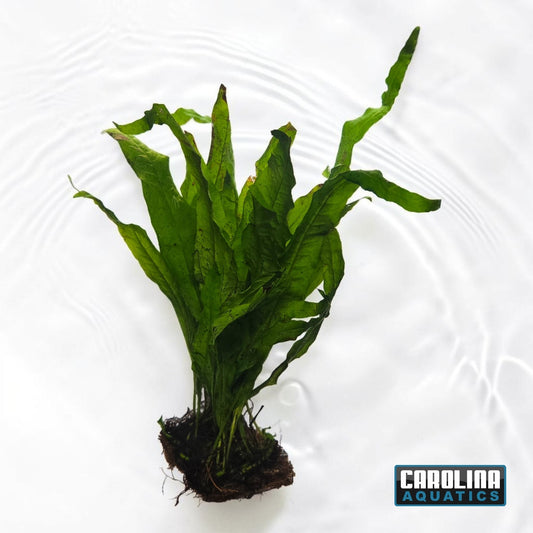Java Fern - 1/2 Mat