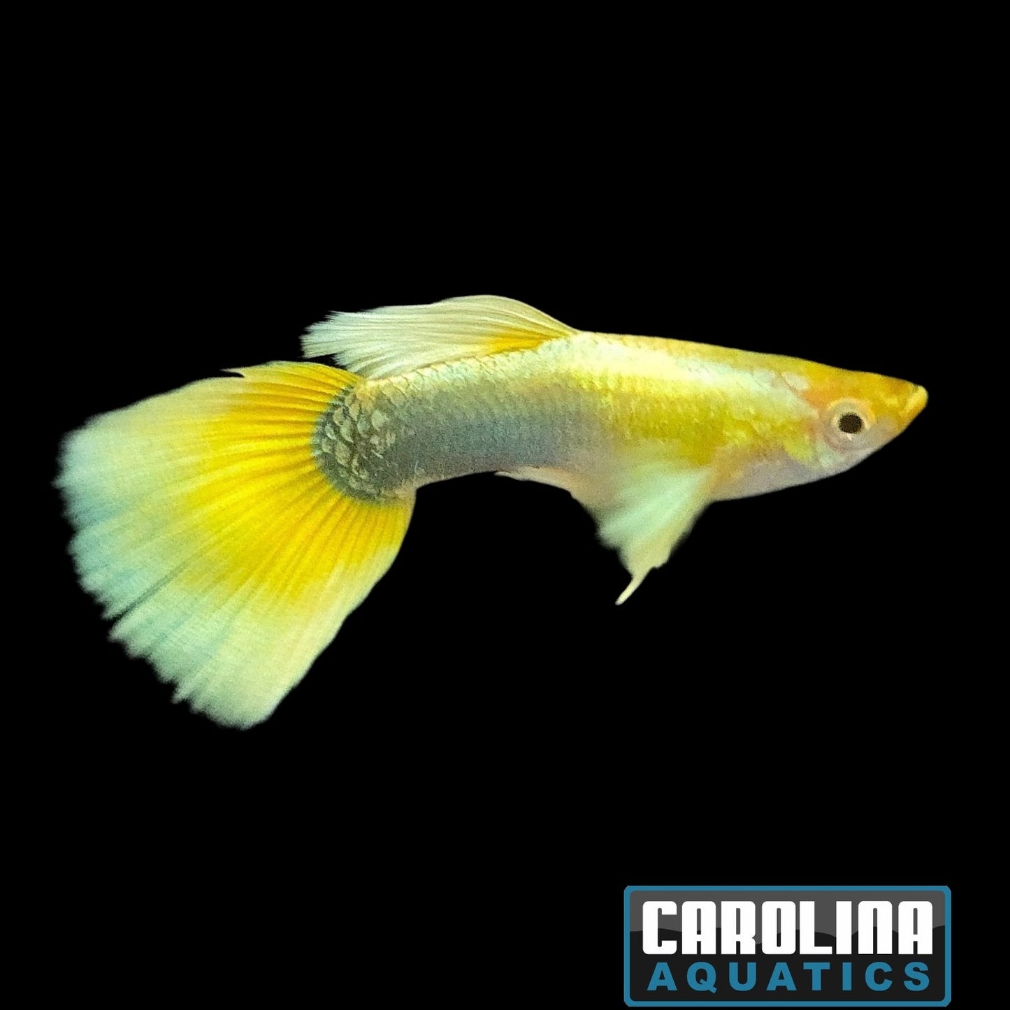 Guppy - 24K Gold Male