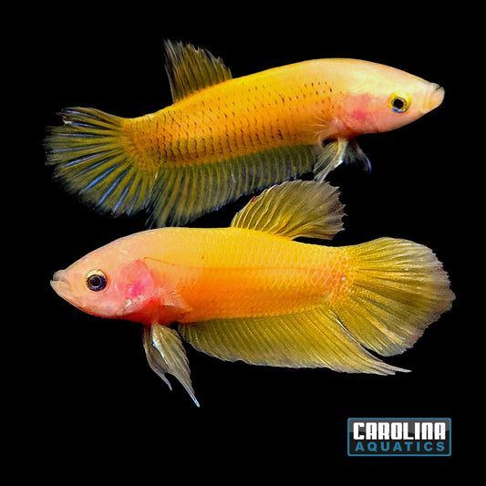 Betta - Yellow Banana Plakat Male