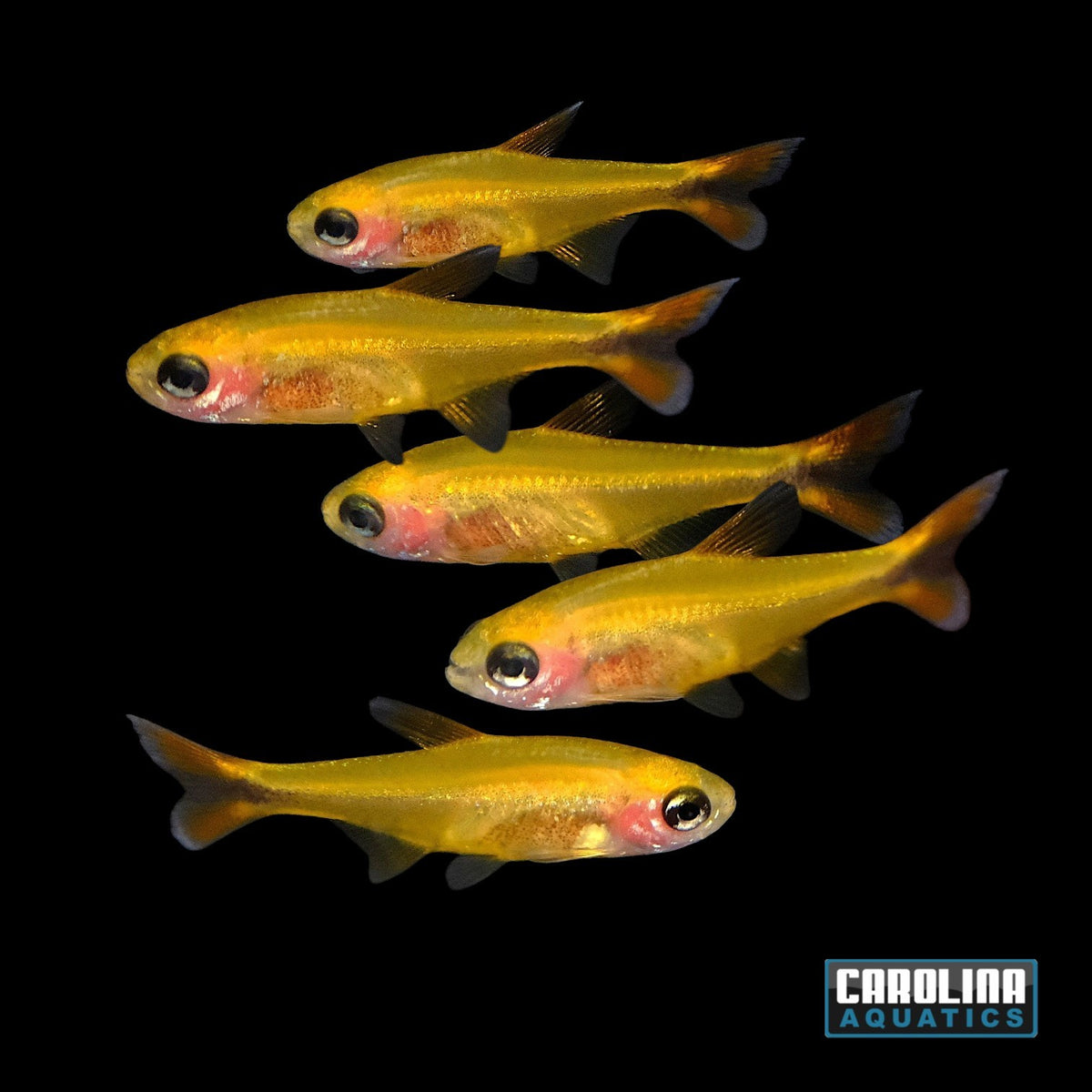 Tetra - Silvertip Golden Ghost