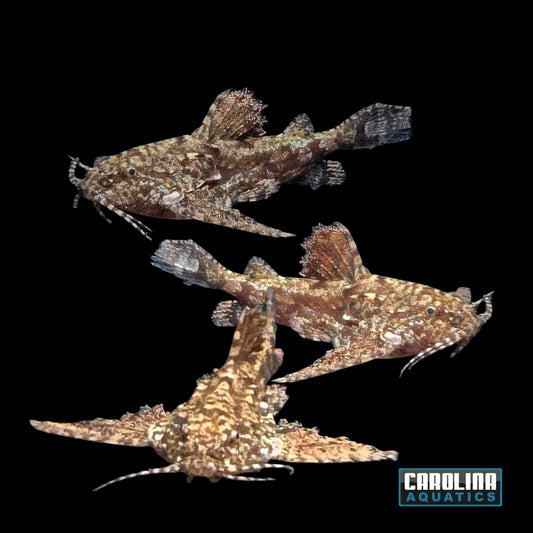 Catfish - Indian Anchor