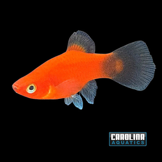 Platy - Red Wag