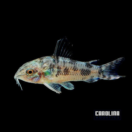 Cory - Paleatus