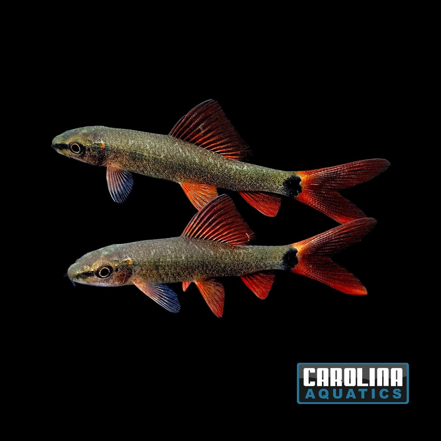 Shark - Rainbow 2-2.5in.