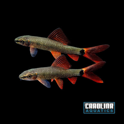 Shark - Rainbow 2-2.5in.