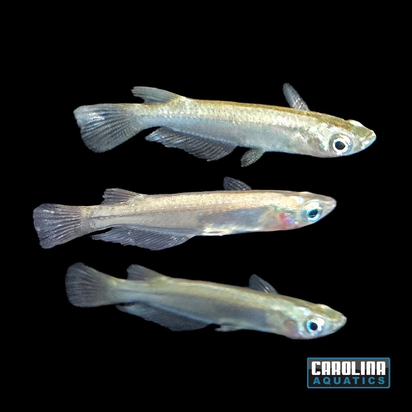 Misc - Rice Fish Chenglong
