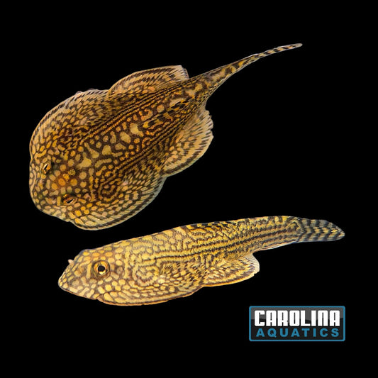 Loach - Reticulated Hillstream
