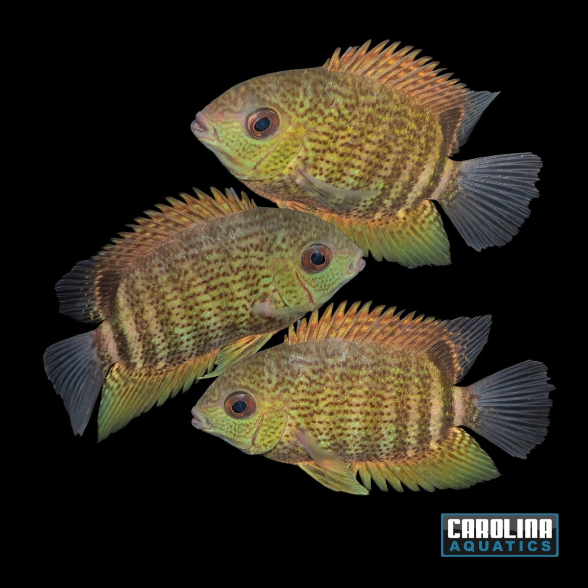 Cichlid - Tocantins Spotted Severum 2.5-3in