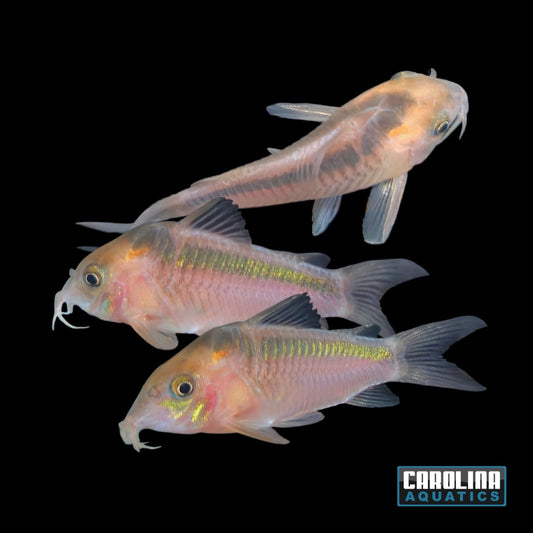 Cory - Black Stripe (Zygatus) Med