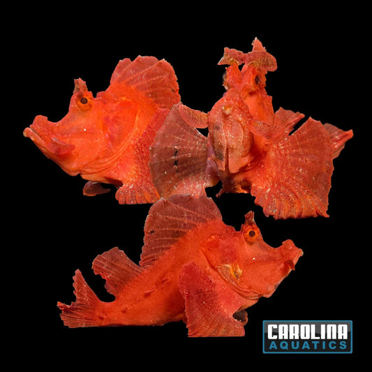 Scorpionfish - Goose XL WYSIWYG #2