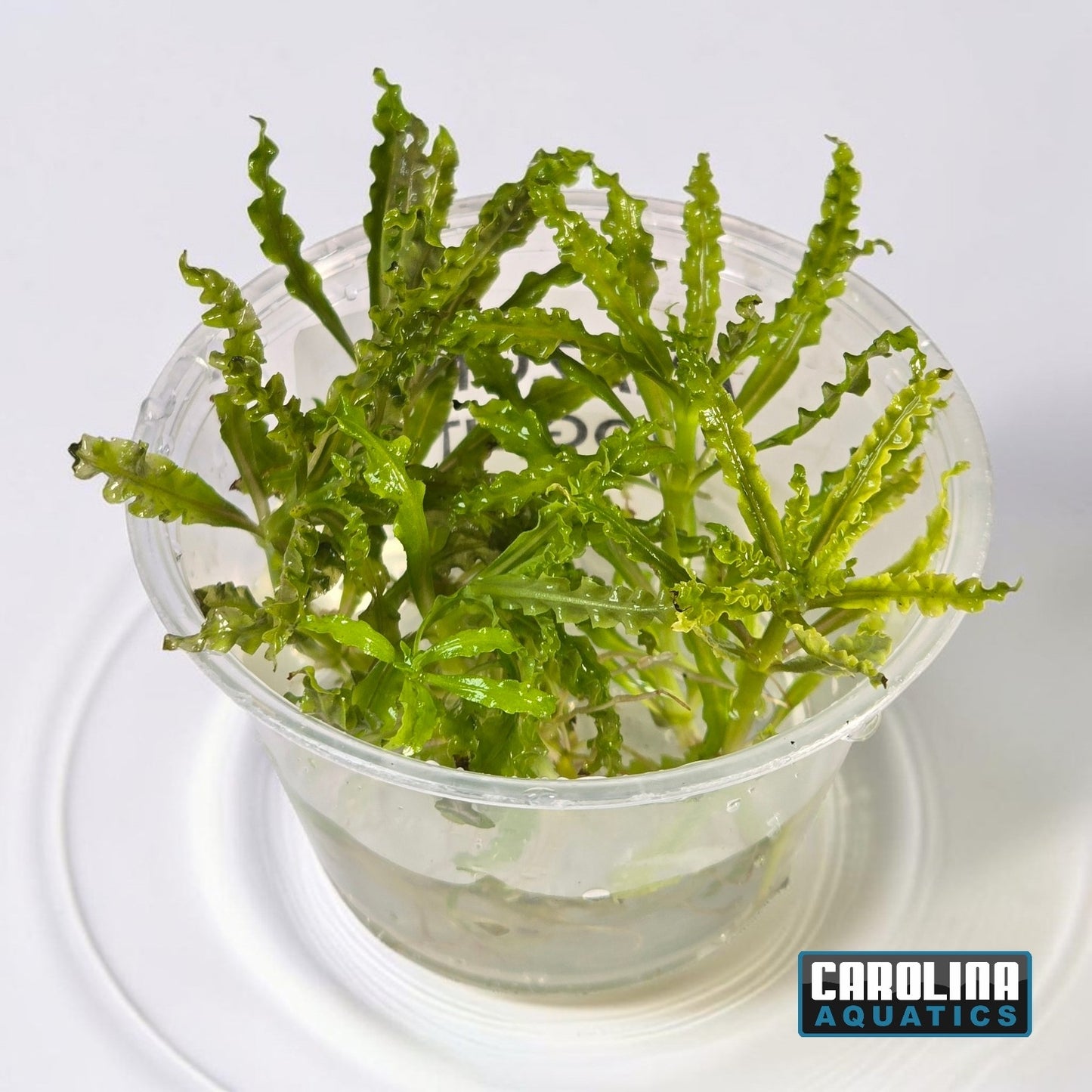 Pogostemon Helferi (Downoi) Portion