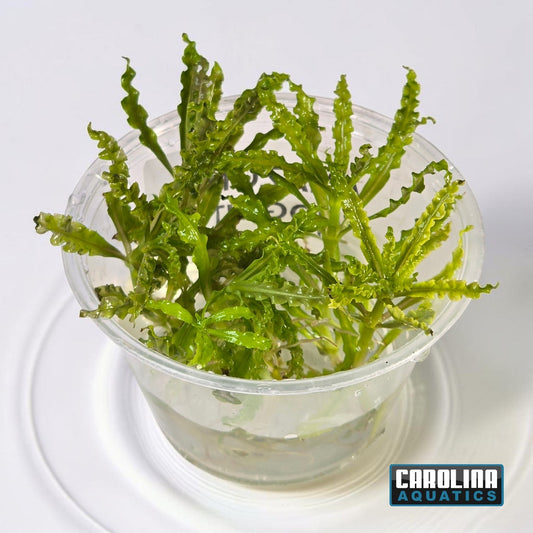Pogostemon Helferi (Downoi) Portion