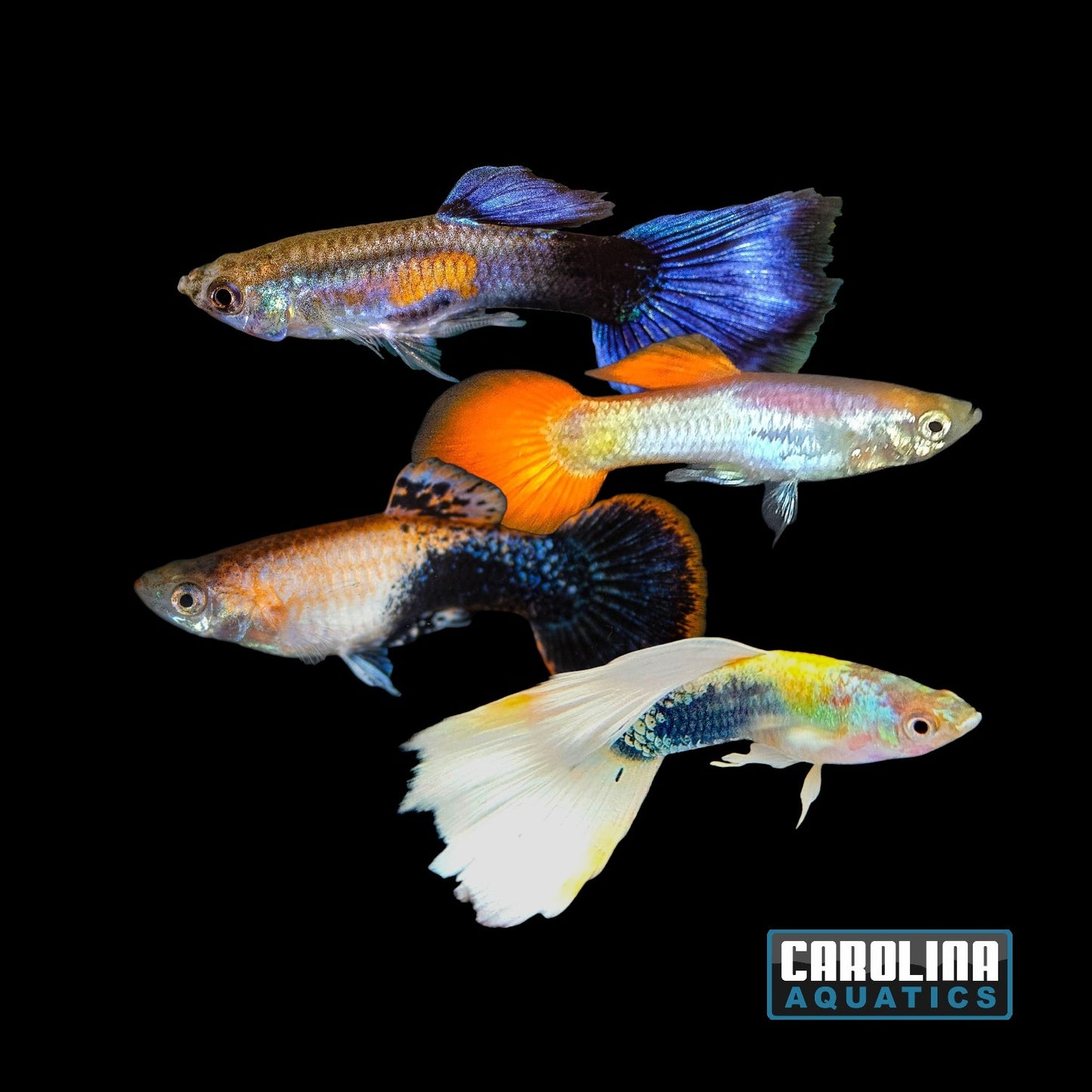 Guppy - Asst Male