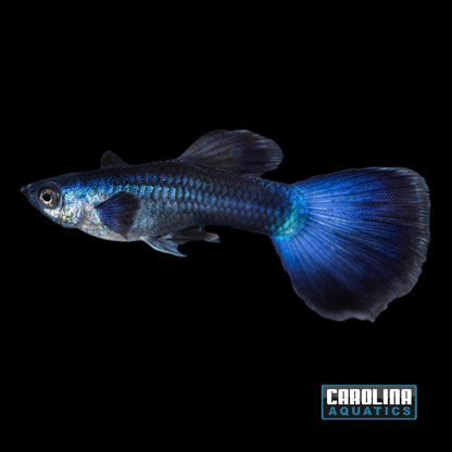 Guppy - Moscow Blue